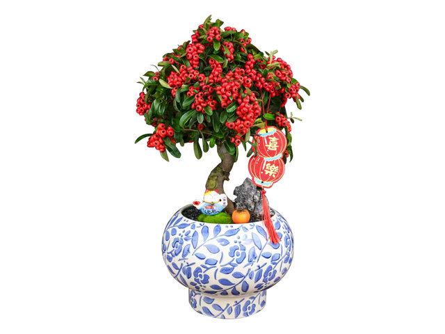 花店植物盘栽 - 新春 富贵子盆栽 AP28 - CF20113A6 Photo